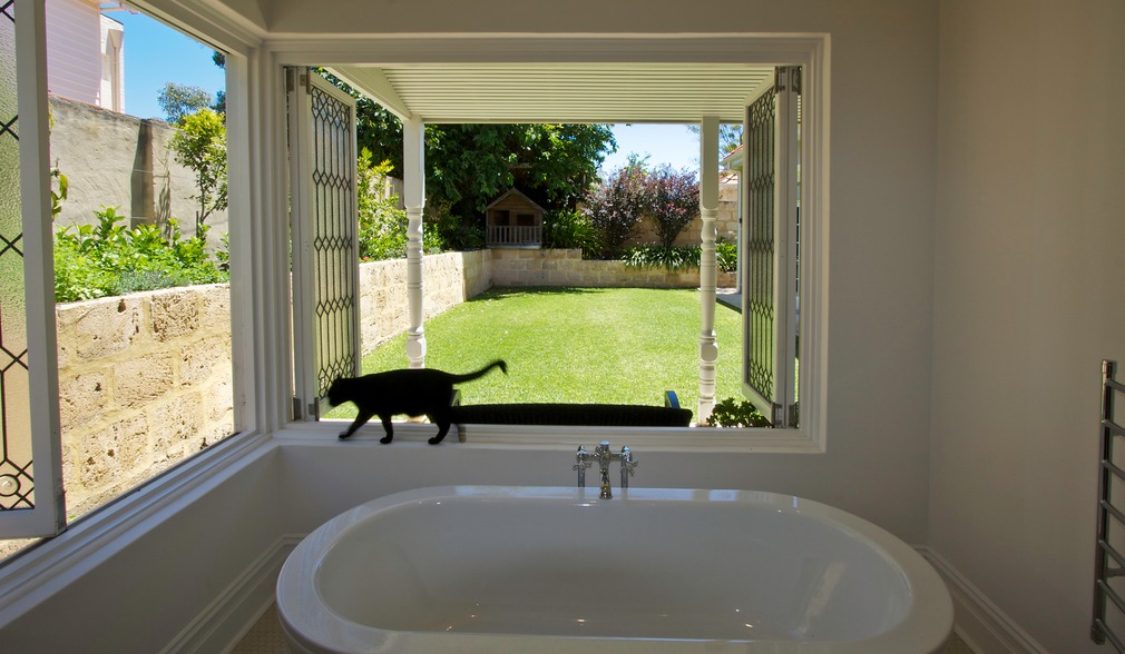 Cat in bathroom